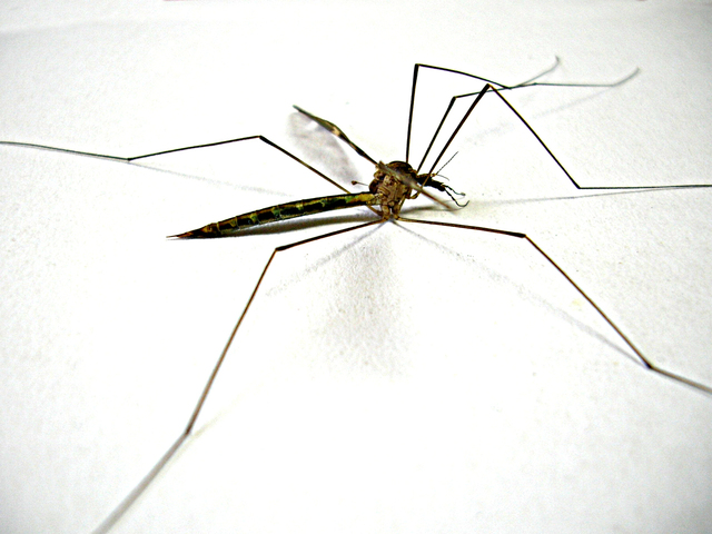 Dependencia científica en estudios de salud Mosquito Zicka